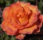 Orange Rose, unknow artist
